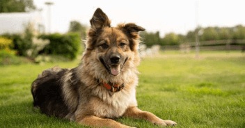 Cachorro soltando muito pelo: é normal?