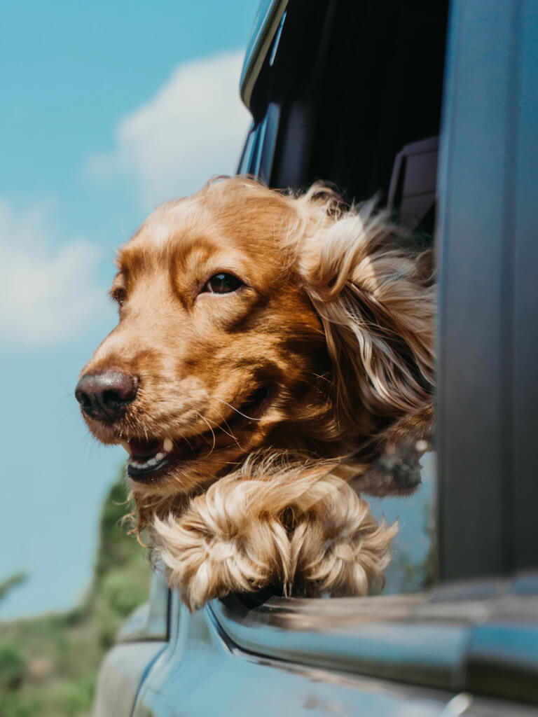 Ilustração de um cachorro com a cabeça para fora da janela de um carro