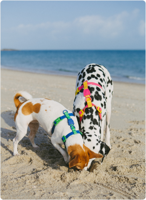 ZeeDog
